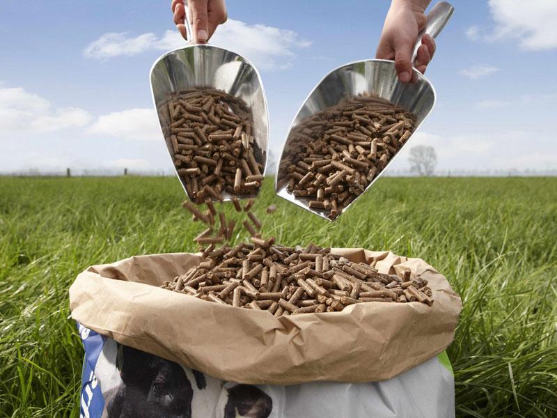 VANZARE FABRICA DE FURAJE COMBINATE SI MANCARE PENTRU ANIMALE DE COMPANIE